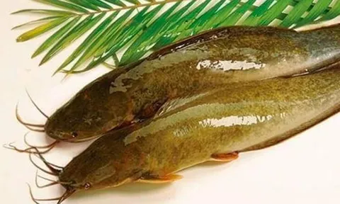 Loại cá bị chê bẩn nhưng bổ ngang vi cá mập, chợ Việt bán đầy mà ít người biết mua ăn, đem om mẻ siêu hấp dẫn