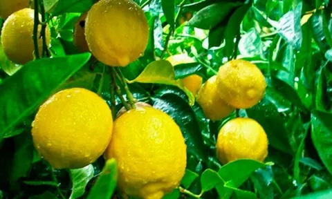 Loại quả "tốt nhất thế giới" chỉ có ở Lâm Đồng, trồng một lần thu hoạch nhiều năm, thành đặc sản tốt cho sức khoẻ