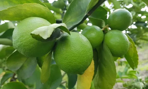 Loại quả "tốt nhất thế giới" chỉ có ở Tây Ninh, nghe tên đã thấy giàu sang, thành đặc sản tốt cho sức khoẻ