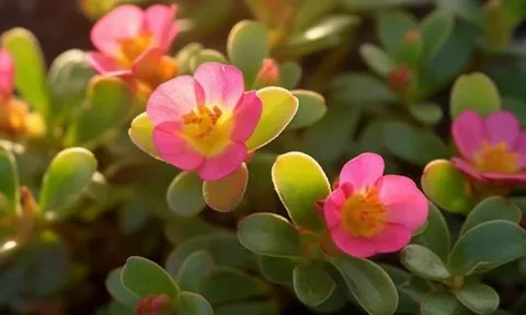 Quan hệ thân thiết đến mấy, khi đến nhà người khác chơi cũng đừng mang theo 3 thứ này, đặc biệt là điều thứ 2