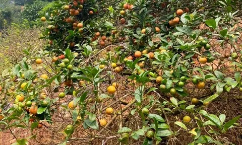 Loại quả "tốt nhất thế giới" chỉ có ở Sơn La, trồng một lần thu hoạch nhiều năm, thành đặc sản tốt cho sức khoẻ