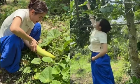 Khu vườn trĩu quả trong cơ ngơi 50.000m2 hàng chục tỷ của Vân Trang, mở cửa lều là thò tay vén mận