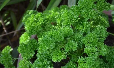 Loại rau "tốt nhất thế giới", Việt Nam trồng khắp nơi chỉ 1 tháng cho thu hoạch, thành đặc sản tốt cho sức khoẻ