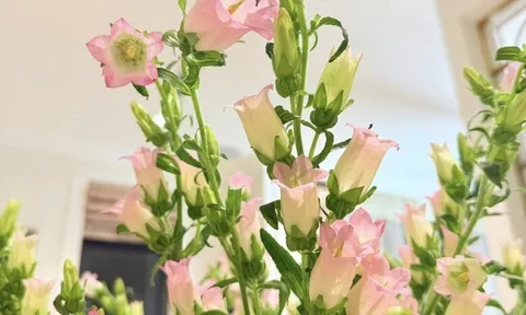 Nữ diễn viên Nhật ký Vàng Anh làm đẹp biệt thự 200m2 bằng những bình hoa xinh, cắm loài hoa có tên cực kiêu sa