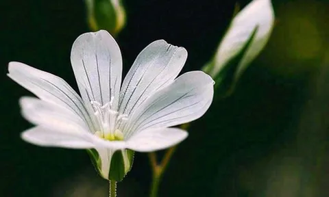 Cách khôn ngoan để tạo dựng mối quan hệ tốt không phải mời ăn hay nịnh hót, mà là 3 điều này