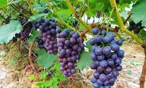 Loại quả "tốt nhất thế giới" có nhiều ở Bắc Ninh, trồng 12 tháng cho thu hoạch, thành đặc sản nổi tiếng tốt cho sức khỏe