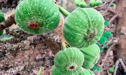 Món nhà nghèo xưa ăn đến chán ngán, nay thành đặc sản được ưa chuộng ở thành phố, tốt cho sức khoẻ