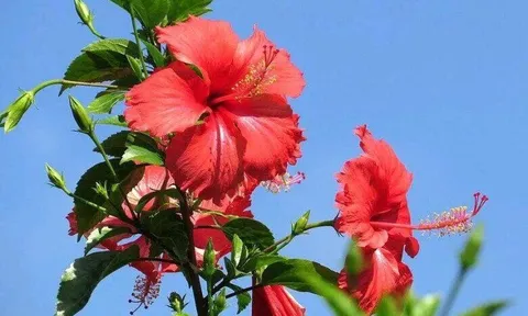 Loại hoa dại xưa trồng làm hàng rào, giờ thành đặc sản nổi tiếng có hương vị đặc biệt, tốt cho sức khỏe