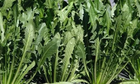 Loại rau "tốt nhất thế giới", Việt Nam trồng bạt ngàn chỉ 30 ngày cho thu hoạch, thành món đặc sản tốt cho sức khoẻ