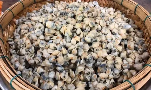 Món nhà nghèo xưa ăn đến chán ngán, nay thành đặc sản nổi tiếng ở thành phố giá 80.000 đ/kg, tốt cho sức khoẻ