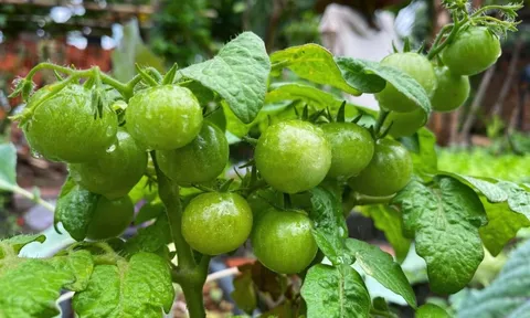 Chàng trai Jrai biến mảnh đất cạnh nhà thành khu vườn xanh mướt như “nông trại mini”, góc nào cũng bình yên tựa tranh vẽ
