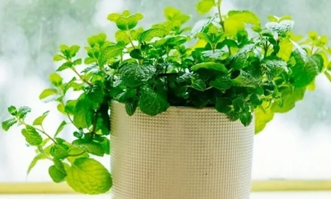 Loại cây rẻ tiền được khuyên trồng trong nhà vừa giúp lọc không khí, đuổi côn trùng, lại tốt cho sức khỏe