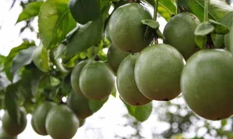 Loại quả leo bờ rào nay thành đặc sản giá 90.000 đồng/kg, trồng một lần ở ban công sẽ cho quả từ năm này qua năm khác