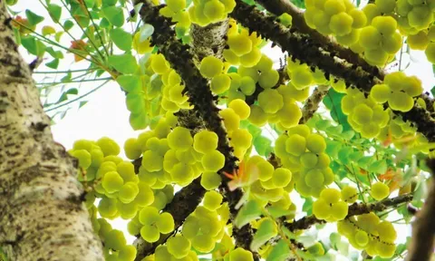 Quả mọc hoang xưa cho không ai ăn nay thành đặc sản giá 180.000 đồng/kg, trồng một cây vừa có bóng mát vừa thu hoạch nhiều năm
