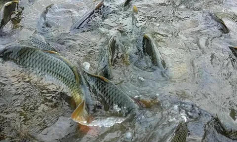 Loài cá quen thuộc ở quê "tốt hơn cá hồi", xưa giá rẻ như cho nay thành đặc sản 90.000 đ/kg, tốt cho sức khỏe