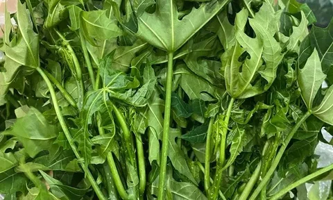 Cây mọc bờ rào "ngọt như mì chính", trồng một lần hái bán quanh năm, thành đặc sản nổi tiếng tốt cho sức khỏe