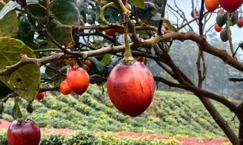 Loại quả từng là đặc sản đắt đỏ nay có giá 70.000 đồng/kg, vitamin C cao gấp 10 lần táo, trồng một lần ăn suốt 20 năm