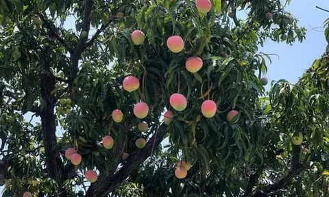 Loại quả đặc sản “tốt nhất thế giới” có ở Khánh Hòa, trồng một lần thu hoạch nhiều năm, vừa có quả ăn vừa chiêu tài