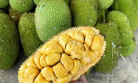 Loại quả đặc sản có ở Đồng Nai giá 55.000 đồng/kg, trồng sau nhà giúp hút lộc, thu hoạch quả suốt 30 năm