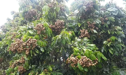 Loại quả đặc sản có ở Hưng Yên giá 300.000 đồng/kg, trồng một cây gia đình sung túc, thành vật báu gia truyền