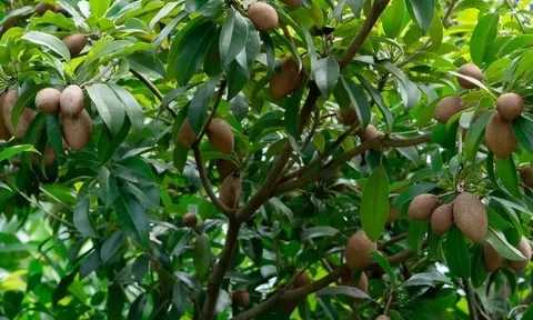 Loại quả đặc sản có ở Đồng Tháp, giá 70.000 đồng/kg, trồng một cây thu hoạch quanh năm, gia đạo êm ấm