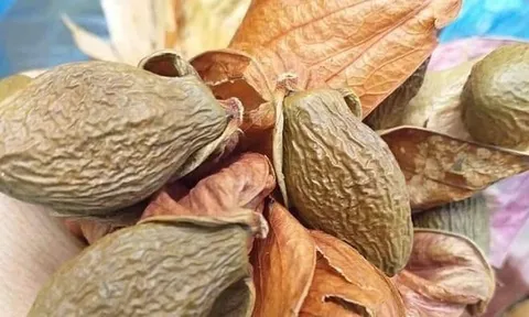 Loại quả xưa chín rụng đầy nay thành đặc sản nổi tiếng giá 350.000 đ/kg, trồng một lần thu hoạch nhiều năm, tốt cho sức khỏe
