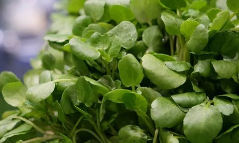 Cây rau nước Mỹ chấm "10 điểm" được bán đầy chợ từ 10.000 đ/kg, trồng 45 ngày cho thu hoạch, thành đặc sản tốt cho sức khỏe