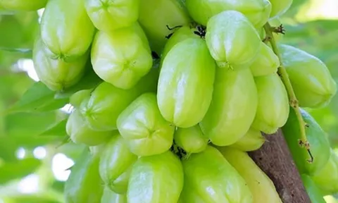 Loại quả xưa chín rụng đầy nay thành đặc sản giá 150.000 đ/kg, trồng một lần thu hoạch nhiều năm, tốt cho sức khỏe