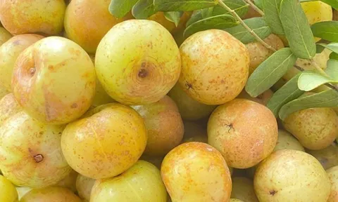 Loại quả xưa chín rụng đầy nay thành đặc sản giá 80.000 đ/kg, trồng một lần thu hoạch nhiều năm, tốt cho sức khỏe