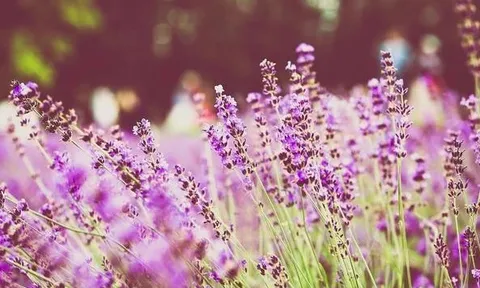 Đến nhà người khác làm khách, không mang 3 điều này chính là biểu hiện của người khôn ngoan