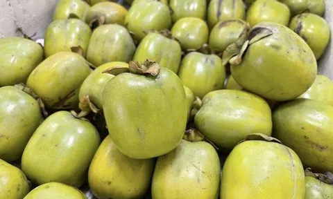 Loại quả đặc sản có ở Thái Nguyên giá 170.000 đồng/kg, trồng trong sân nhà ăn suốt nhiều năm, còn chiêu tài hút lộc