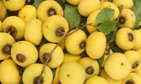 Loại quả xưa rụng đầy gốc nay thành đặc sản giá 100.000 đồng/kg, trồng trong sân vừa có quả vừa hút quý nhân, tài lộc theo về