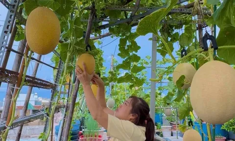Mẹ biến sân thượng 76m² thành “miền bình yên” giữa Sài Gòn: Rau xanh mướt, dưa lưới trĩu giàn, cây trái lúc lỉu
