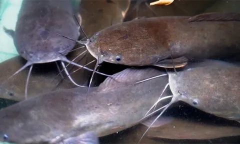 Loại cá bị chê bẩn nhưng bổ ngang vi cá mập, chợ Việt bán đầy mà ít người biết mua ăn