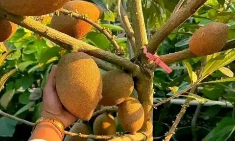 Loại quả xưa không ai biết đến nay thành đặc sản được ưa chuộng, trồng một lần thu hoạch nhiều năm, tốt cho sức khỏe