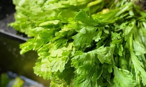 Cây dại mọc bờ rào thành đặc sản nổi tiếng giá 55.000 đồng/kg, trồng 30 ngày cho thu hoạch, tốt cho sức khỏe