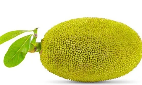 Món xưa chỉ dành cho "nhà nghèo" nay thành đặc sản giá 50.000 đ/kg, làm nhiều món ăn ngon, tốt cho sức  khỏe
