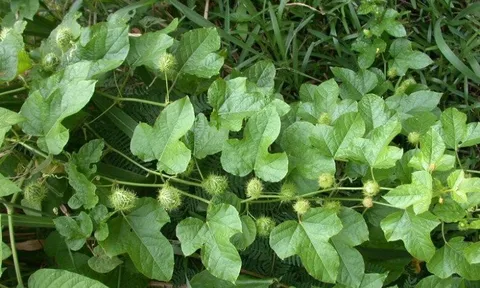 Loại lá càng rửa càng nổi bọt như xà phòng, giá 150.000 đồng/kg, ăn được liền “thành tiên” còn cực dễ trồng