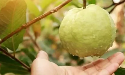 Loại quả tốt trên thế giới, Việt Nam trồng bạt ngàn thành đặc sản nổi tiếng từ 10.000 đ/kg, tốt cho sức khỏe
