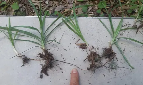 Loại cỏ dại “ác mộng” của nông dân 90 quốc gia nhưng cực kỳ tốt cho sức khỏe, giá “đỉnh nóc kịch trần” 350 triệu đồng/kg