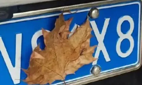 Nữ tài xế bị phạt nguội, trừ hết 12 điểm GPLX chỉ vì... 1 chiếc lá