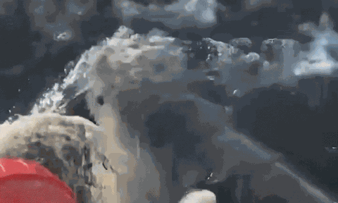 Khoảnh khắc rùng mình khi người đàn ông bị cá mập lôi xuống biển, nhân chứng kể chi tiết khủng khiếp nhất