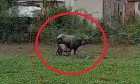 Người đàn ông bị trâu húc trọng thương nhận án phạt 3 triệu đồng