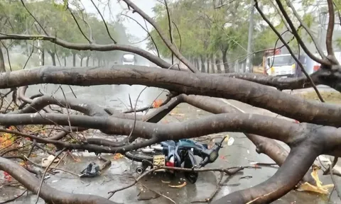 Chùm ảnh: Mưa đá lớn ở Bình Dương, cây đổ, ô tô bị nhấn chìm trong biển nước