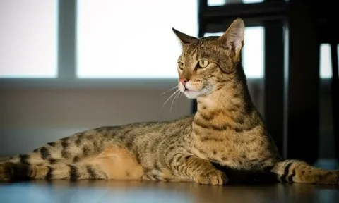 Con mèo giá 2,5 tỷ đồng đắt nhất thế giới có gì đặc biệt?