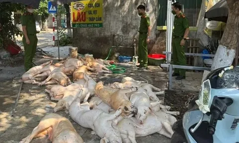 Ngăn chặn 1 tấn thịt lợn "bẩn" chuẩn bị đưa lên bàn ăn
