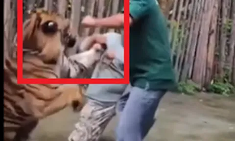 Clip: Hãi hùng khoảnh khắc hổ "cưng" tấn công khách sau cú ôm thân mật để chụp ảnh