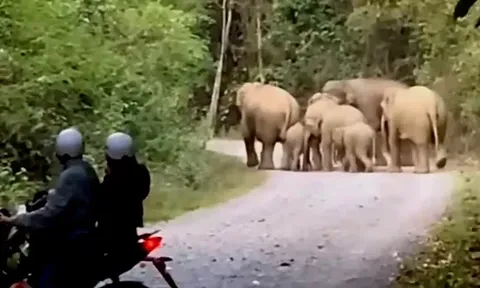 Đau xót kết quả ban đầu khám nghiệm hiện trường voi rừng quật ngã một người đàn ông ở Đồng Nai