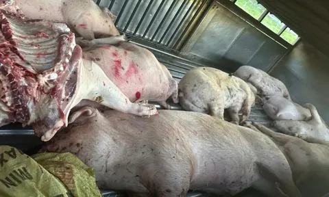 Rùng mình hình ảnh cận cảnh 9 con lợn chết được tập kết để mang đi tiêu thụ