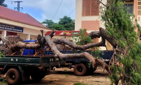 Tạm giữ 2 tài xế "bỏ của chạy lấy người" khi bị phát hiện chở thông bon sai